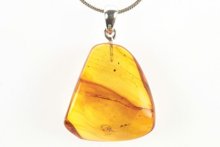 Polished Baltic Amber Pendant (Necklace) - Contains Beetle! #273455